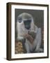 Monkey 2-Michael Jackson-Framed Giclee Print