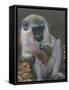 Monkey 2-Michael Jackson-Framed Stretched Canvas