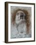 Monkey 3-Michael Jackson-Framed Giclee Print