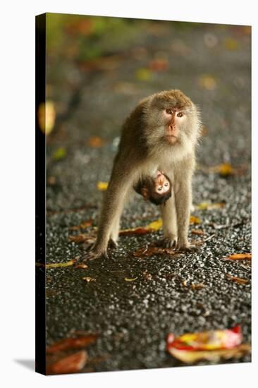 Monkey and Baby, Sacred Monkey Forest, Bali, Indonesia, Southeast Asia, Asia-Laura Grier-Stretched Canvas