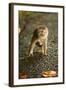 Monkey and Baby, Sacred Monkey Forest, Bali, Indonesia, Southeast Asia, Asia-Laura Grier-Framed Photographic Print