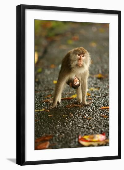 Monkey and Baby, Sacred Monkey Forest, Bali, Indonesia, Southeast Asia, Asia-Laura Grier-Framed Photographic Print