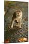 Monkey and Baby, Sacred Monkey Forest, Bali, Indonesia, Southeast Asia, Asia-Laura Grier-Mounted Photographic Print