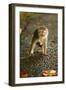 Monkey and Baby, Sacred Monkey Forest, Bali, Indonesia, Southeast Asia, Asia-Laura Grier-Framed Photographic Print