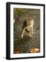 Monkey and Baby, Sacred Monkey Forest, Bali, Indonesia, Southeast Asia, Asia-Laura Grier-Framed Photographic Print