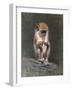 Monkey and Berries-Michael Jackson-Framed Giclee Print