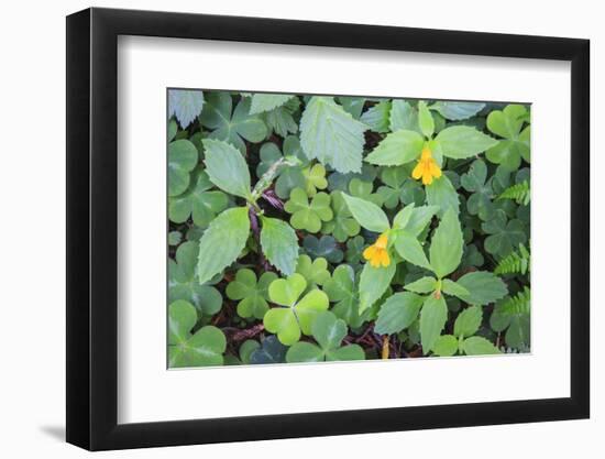 Monkey flowers growing wild in Redwood NP, California-Mallorie Ostrowitz-Framed Photographic Print