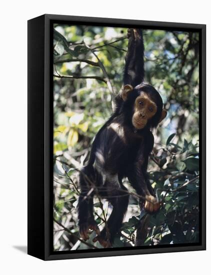 Monkey Hanging from a Tree Branch-Nigel Pavitt-Framed Stretched Canvas