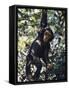 Monkey Hanging from a Tree Branch-Nigel Pavitt-Framed Stretched Canvas