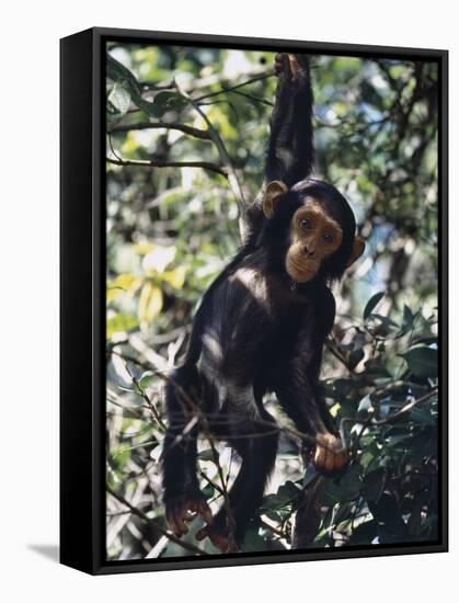 Monkey Hanging from a Tree Branch-Nigel Pavitt-Framed Stretched Canvas