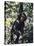Monkey Hanging from a Tree Branch-Nigel Pavitt-Stretched Canvas