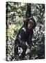 Monkey Hanging from a Tree Branch-Nigel Pavitt-Stretched Canvas