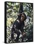 Monkey Hanging from a Tree Branch-Nigel Pavitt-Framed Stretched Canvas