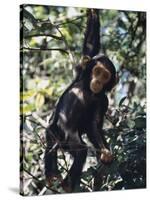 Monkey Hanging from a Tree Branch-Nigel Pavitt-Stretched Canvas