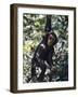 Monkey Hanging from a Tree Branch-Nigel Pavitt-Framed Photographic Print