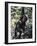 Monkey Hanging from a Tree Branch-Nigel Pavitt-Framed Photographic Print