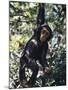 Monkey Hanging from a Tree Branch-Nigel Pavitt-Mounted Photographic Print