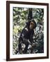 Monkey Hanging from a Tree Branch-Nigel Pavitt-Framed Photographic Print