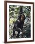 Monkey Hanging from a Tree Branch-Nigel Pavitt-Framed Photographic Print