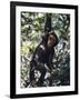 Monkey Hanging from a Tree Branch-Nigel Pavitt-Framed Photographic Print