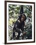 Monkey Hanging from a Tree Branch-Nigel Pavitt-Framed Photographic Print