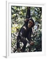 Monkey Hanging from a Tree Branch-Nigel Pavitt-Framed Photographic Print