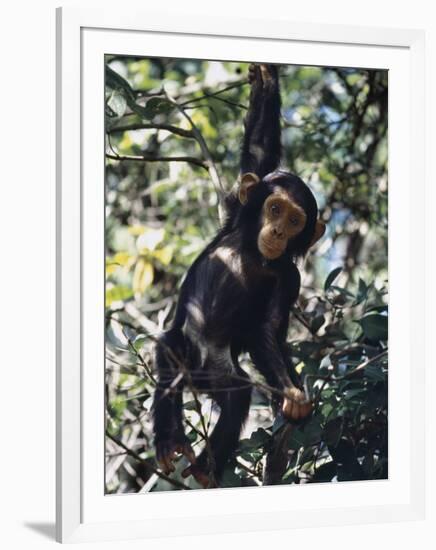 Monkey Hanging from a Tree Branch-Nigel Pavitt-Framed Photographic Print