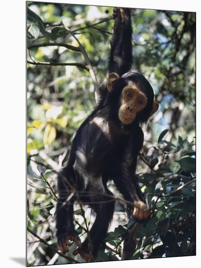 Monkey Hanging from a Tree Branch-Nigel Pavitt-Mounted Photographic Print