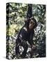 Monkey Hanging from a Tree Branch-Nigel Pavitt-Stretched Canvas