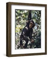 Monkey Hanging from a Tree Branch-Nigel Pavitt-Framed Photographic Print