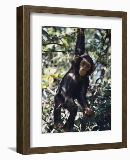 Monkey Hanging from a Tree Branch-Nigel Pavitt-Framed Photographic Print