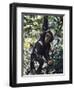 Monkey Hanging from a Tree Branch-Nigel Pavitt-Framed Photographic Print