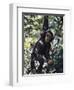 Monkey Hanging from a Tree Branch-Nigel Pavitt-Framed Photographic Print