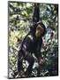 Monkey Hanging from a Tree Branch-Nigel Pavitt-Mounted Photographic Print