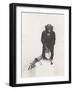 Monkey Holding a Golf Club-null-Framed Photo