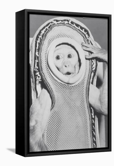 Monkey In a Spacesuit-null-Framed Stretched Canvas