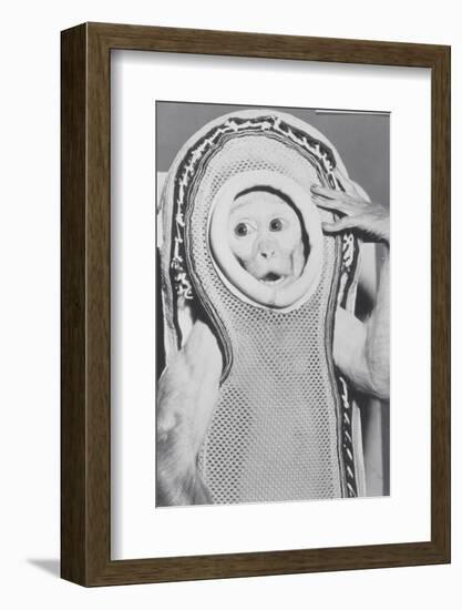 Monkey In a Spacesuit-null-Framed Photographic Print