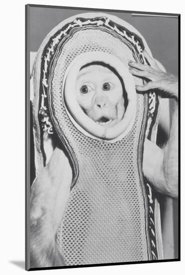 Monkey In a Spacesuit-null-Mounted Photographic Print
