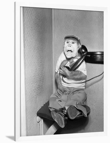 Monkey in Clothing Holds Phone Receiver-null-Framed Photographic Print