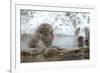 Monkey in Hot Spring-Yury Zap-Framed Photographic Print