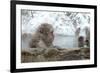 Monkey in Hot Spring-Yury Zap-Framed Photographic Print