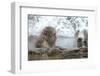 Monkey in Hot Spring-Yury Zap-Framed Photographic Print