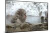 Monkey in Hot Spring-Yury Zap-Mounted Photographic Print