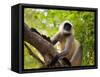 Monkey in Jungle of Ranthambore National Park, Rajasthan, India-Bill Bachmann-Framed Stretched Canvas