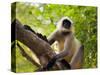 Monkey in Jungle of Ranthambore National Park, Rajasthan, India-Bill Bachmann-Stretched Canvas
