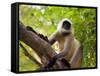 Monkey in Jungle of Ranthambore National Park, Rajasthan, India-Bill Bachmann-Framed Stretched Canvas