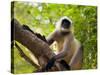 Monkey in Jungle of Ranthambore National Park, Rajasthan, India-Bill Bachmann-Stretched Canvas