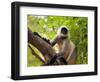 Monkey in Jungle of Ranthambore National Park, Rajasthan, India-Bill Bachmann-Framed Photographic Print