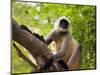 Monkey in Jungle of Ranthambore National Park, Rajasthan, India-Bill Bachmann-Mounted Photographic Print