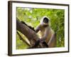 Monkey in Jungle of Ranthambore National Park, Rajasthan, India-Bill Bachmann-Framed Photographic Print